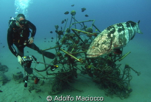 Giant grouper with Diver @ Naama bay
 by Adolfo Maciocco 